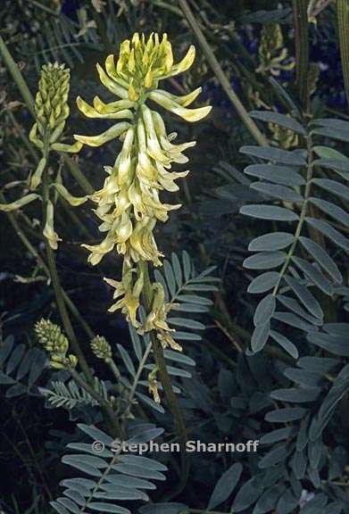 astragalus canadensis brevidens 1 graphic